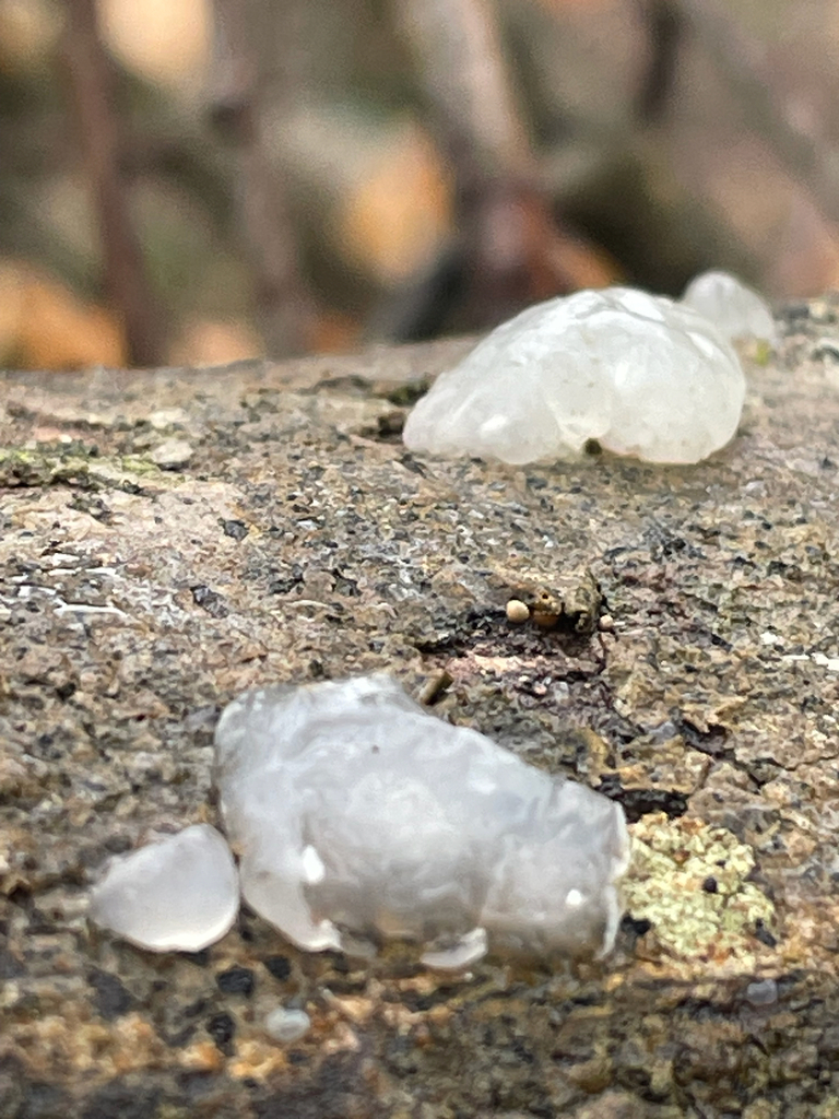 Myxarium nucleatum · February 2026 · photo: © benjamin_flatt (iNaturalist, cc-by)