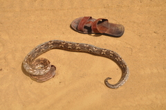 Acrantophis dumerili