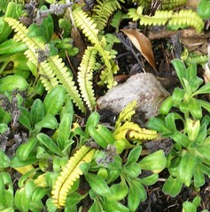 Blechnum blechnoides