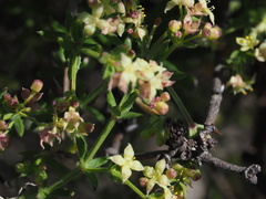 Galium nuttallii nuttallii