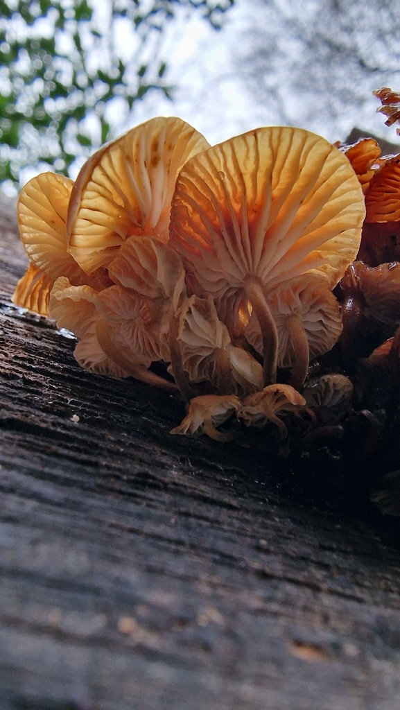 Flammulina · February 2026 · photo: © fungiary (iNaturalist, cc0)