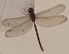 Gynacantha dravida