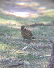 Colaptes melanochloros