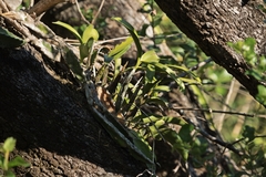 Epidendrum stamfordianum