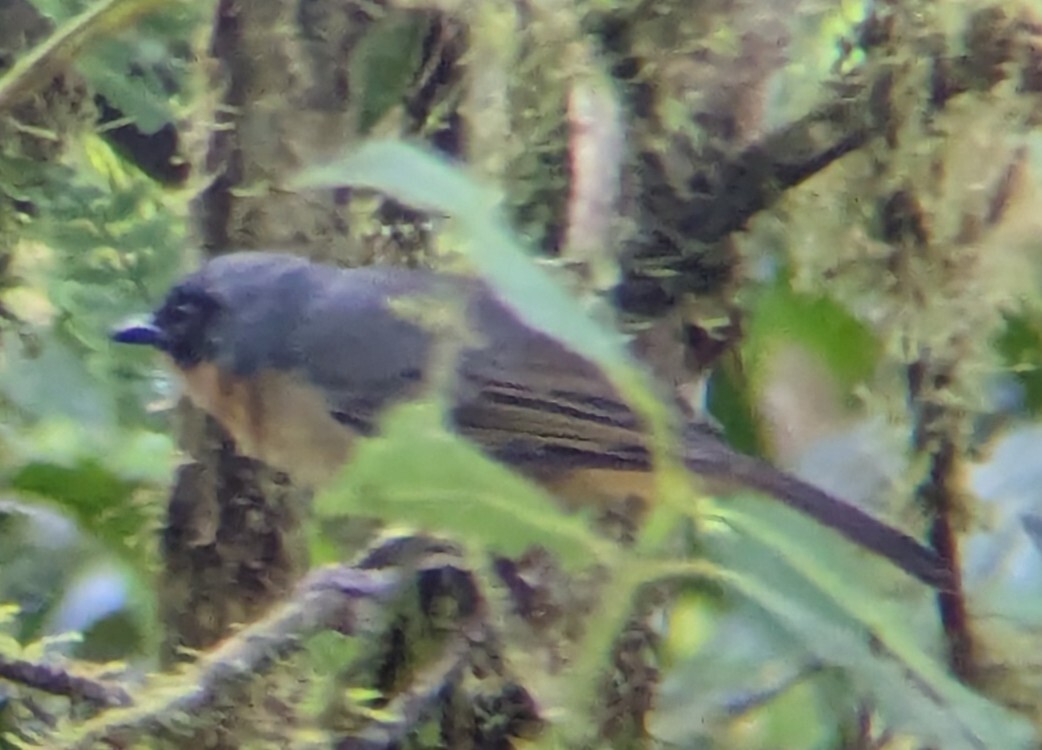 Black-eared Hemispingus (Sphenopsis melanotis), photo 6