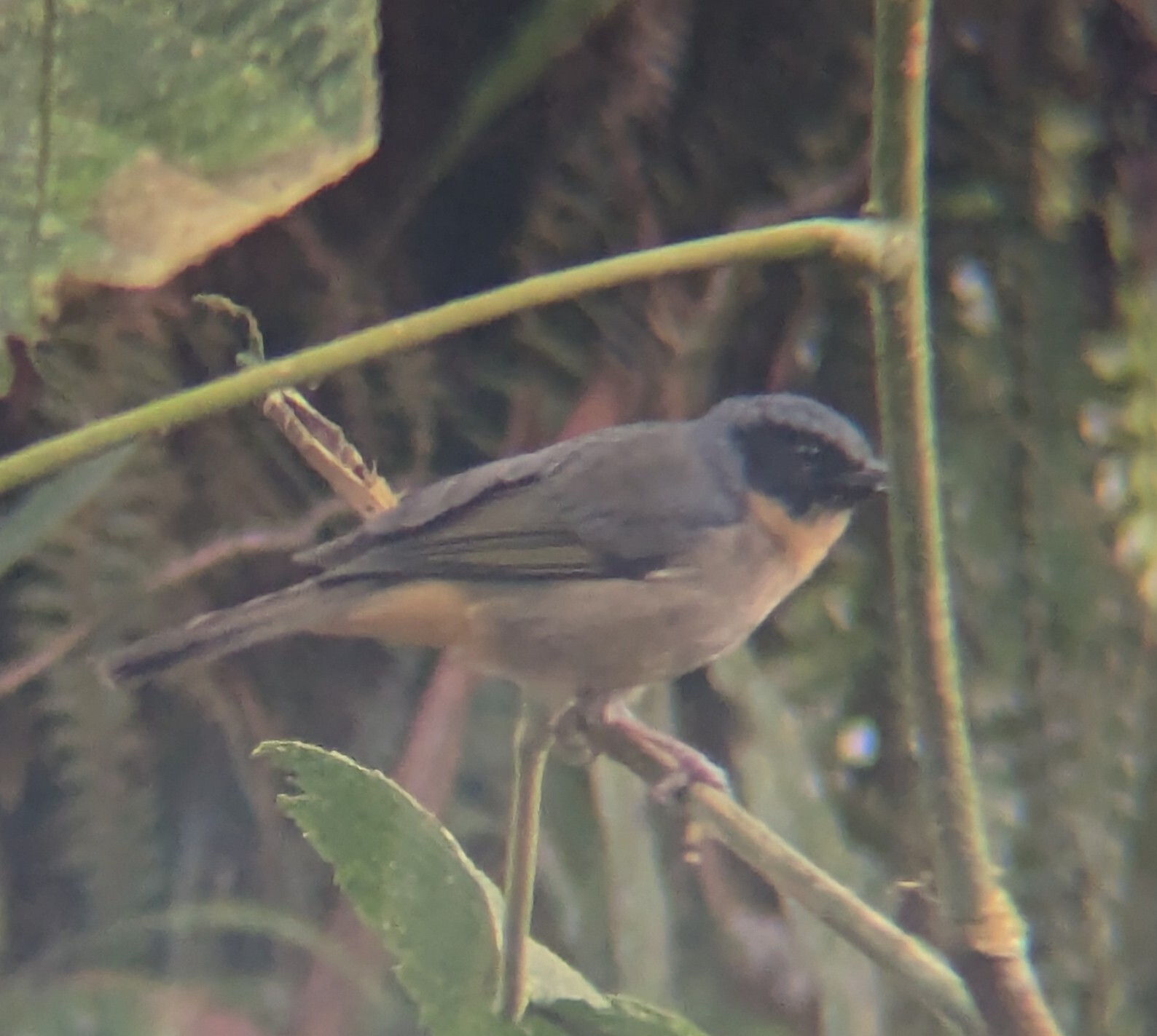 Black-eared Hemispingus (Sphenopsis melanotis), photo 5