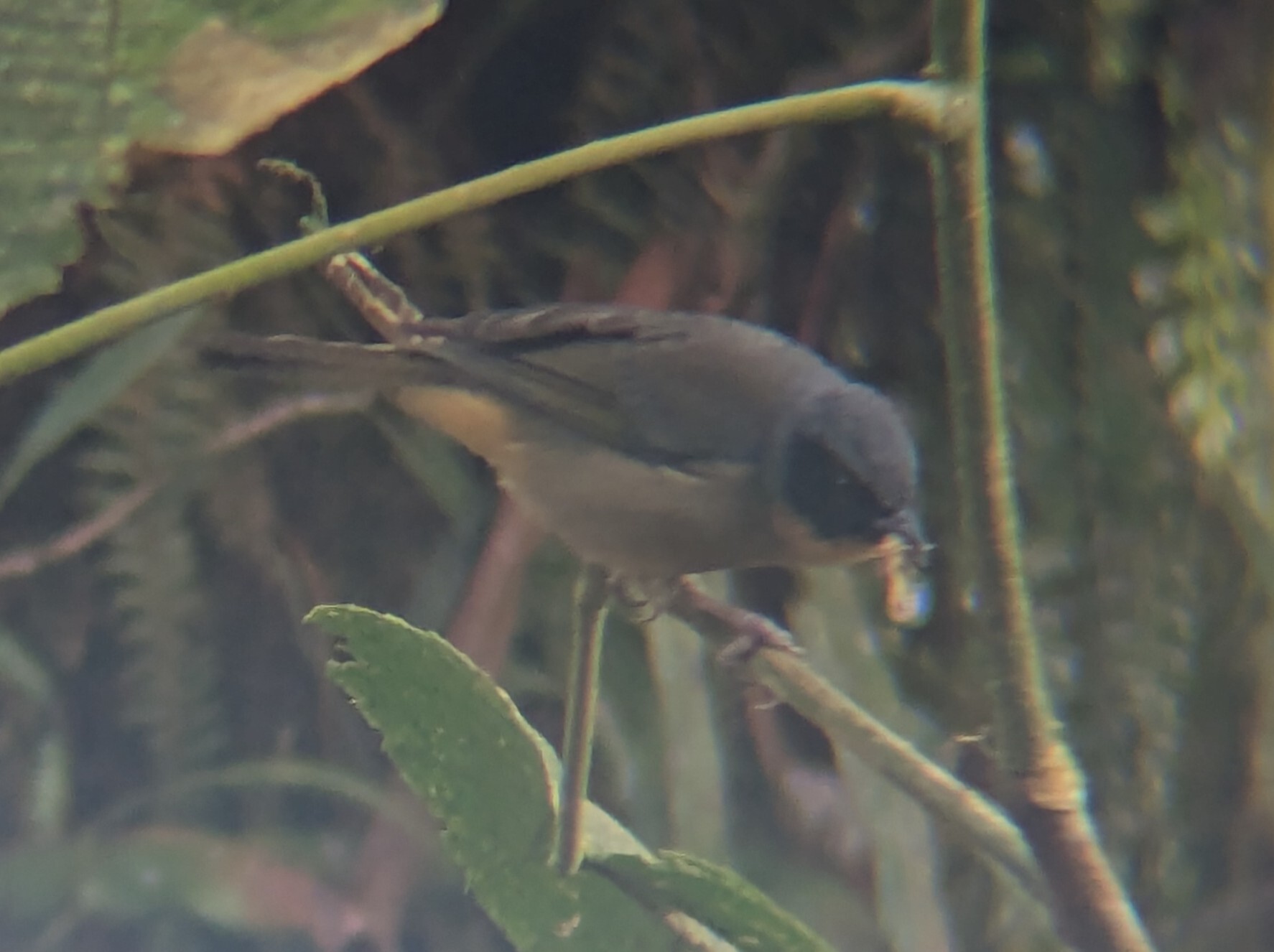 Black-eared Hemispingus (Sphenopsis melanotis), photo 10