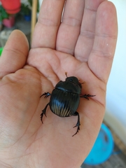 Dichotomius carolinus