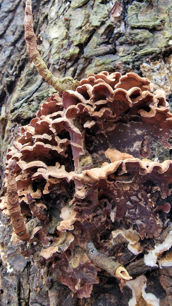 Chondrostereum purpureum · February 2026 · photo: © fungiary (iNaturalist, cc0)