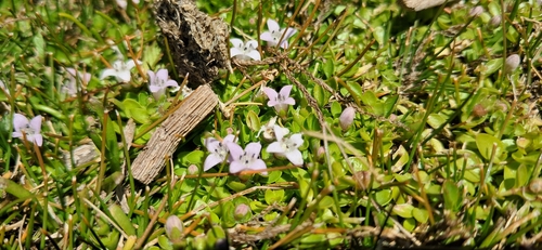 Salzmann's mille graines (Oldenlandia salzmannii)