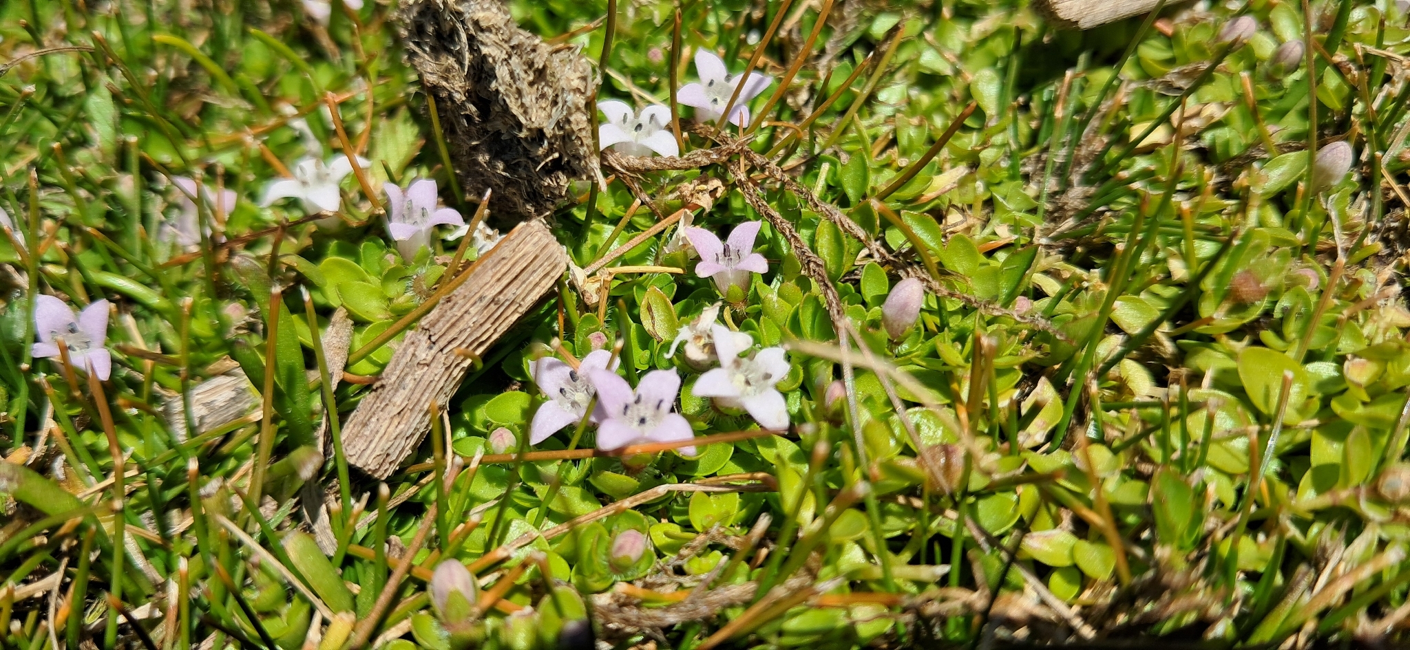 Salzmann's Mille Graines (Oldenlandia salzmannii)