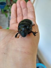 Dichotomius carolinus