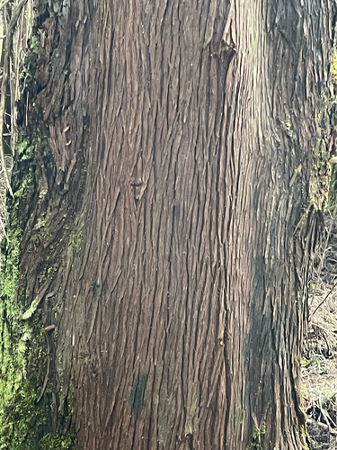 Cryptomeria, 2026-02-17