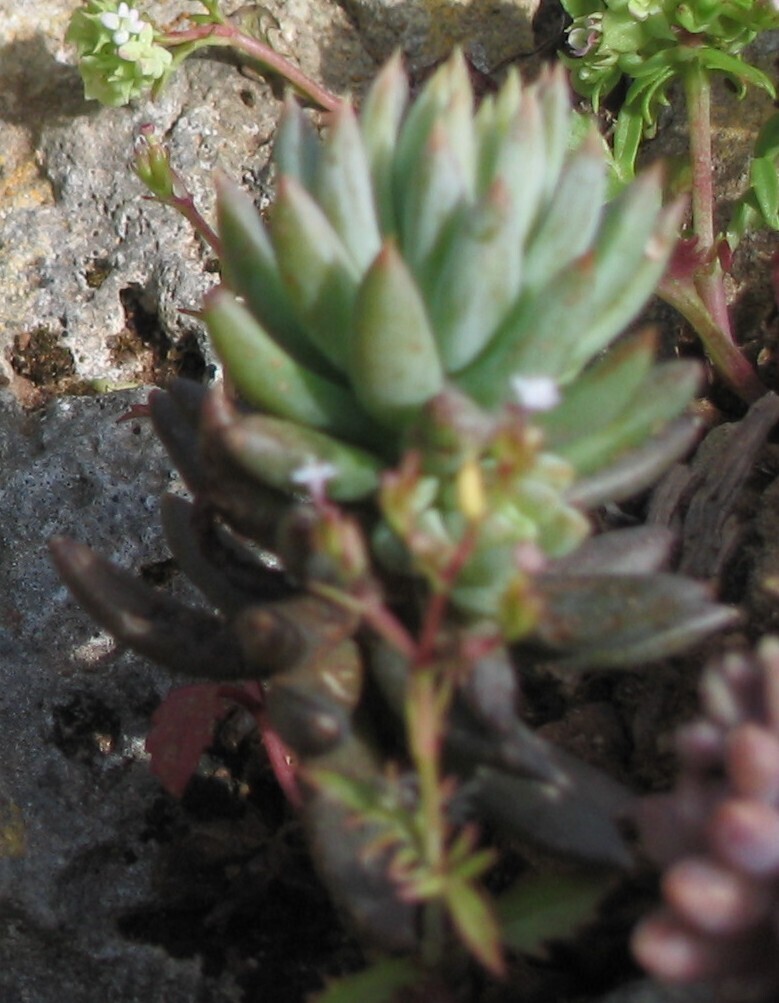 Sedum altissimum Poir. 3