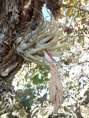 Tillandsia macdougallii