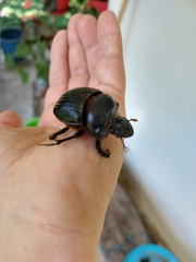 Dichotomius carolinus