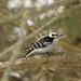 Downy Woodpecker from Peace Valley Nature Center, Doylestown, Bucks County, PA USA on February 16, 2026 at 12:24 PM by Sandy Thomas