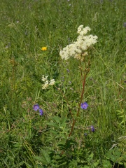 Filipendula stepposa