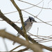 Blue Jay from Peace Valley Nature Center, Doylestown, Bucks County, PA USA on February 16, 2026 at 12:24 PM by Sandy Thomas
