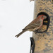 House Finch from Peace Valley Nature Center, Doylestown, Bucks County, PA USA on February 16, 2026 at 12:25 PM by Sandy Thomas