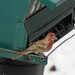 House Finch from Peace Valley Nature Center, Doylestown, Bucks County, PA USA on February 16, 2026 at 12:26 PM by Sandy Thomas