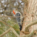 Red-bellied Woodpecker from Peace Valley Nature Center, Doylestown, Bucks County, PA USA on February 16, 2026 at 12:27 PM by Sandy Thomas