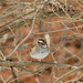 White-throated Sparrow from Peace Valley Nature Center, Doylestown, Bucks County, PA USA on February 16, 2026 at 12:31 PM by Sandy Thomas