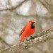 Northern Cardinal from Peace Valley Nature Center, Doylestown, Bucks County, PA USA on February 16, 2026 at 12:33 PM by Sandy Thomas