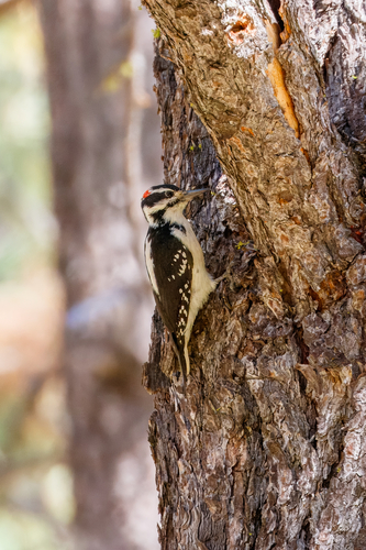 iNaturalist observation photo of Hairy Woodpecker