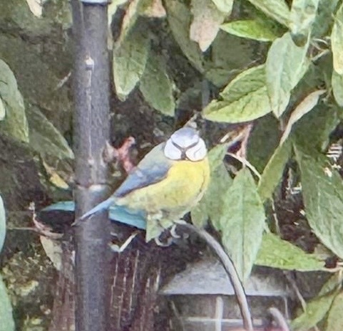 Eurasian Blue Tit