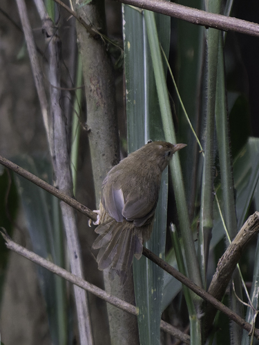 Tawny-bellied Babbler (Dumetia hyperythra), photo 4
