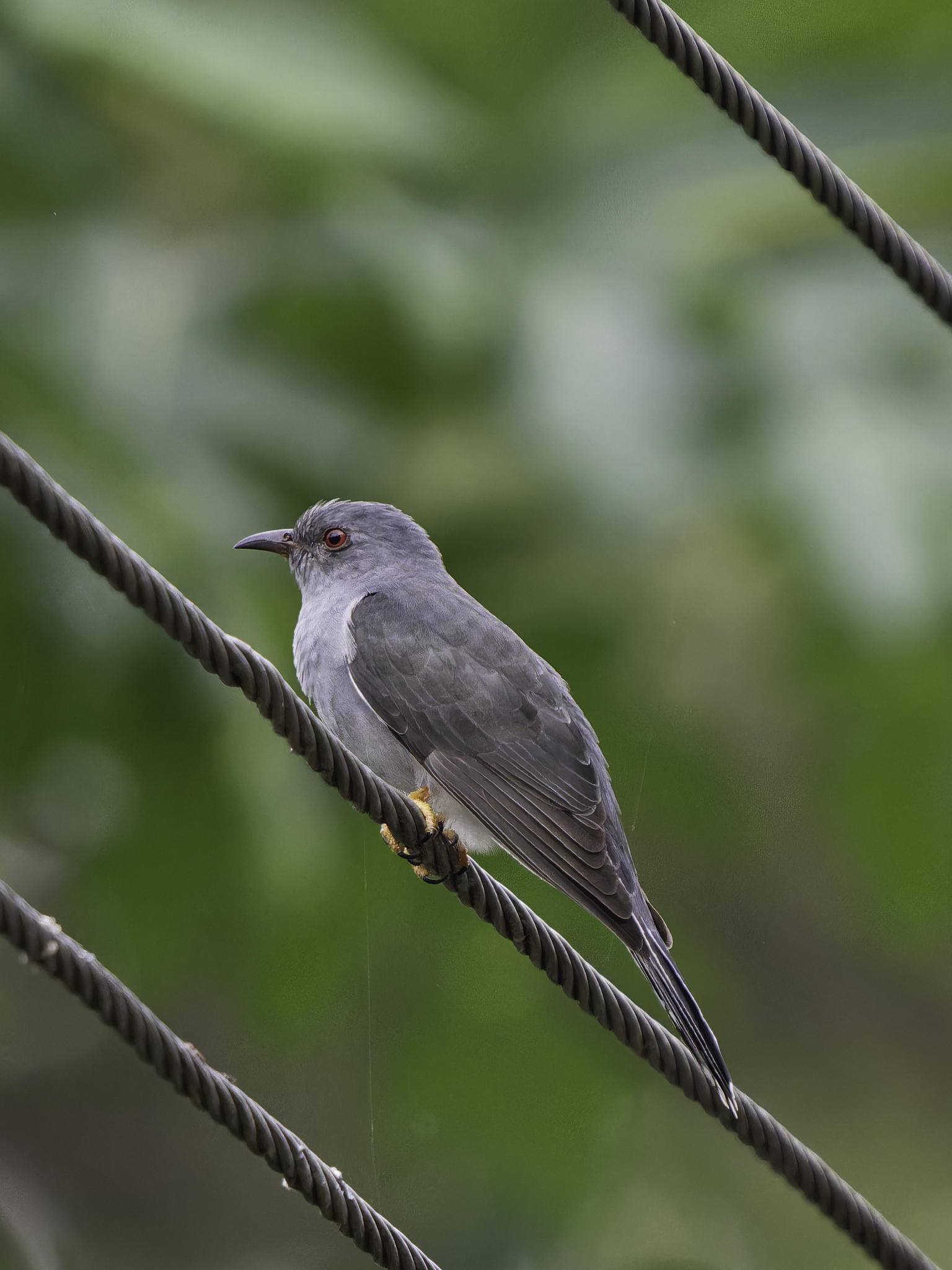 Grey-bellied Cuckoo (Cacomantis passerinus), photo 5