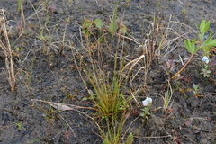 Juncus triglumis