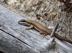 Leiocephalus cubensis