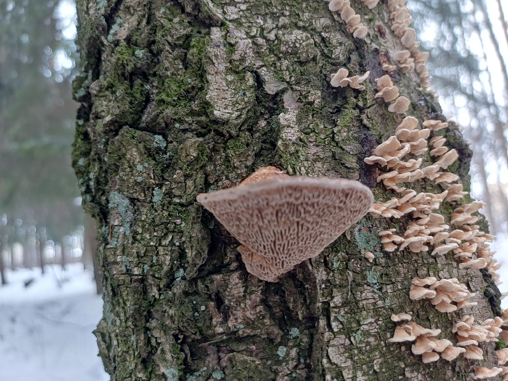 Fomitopsis quercina · February 2026 · photo: © tomasp (iNaturalist, cc0)