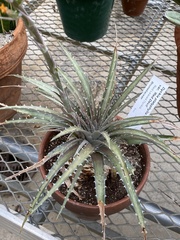 Dyckia platyphylla