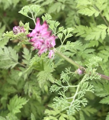 Fumaria densiflora