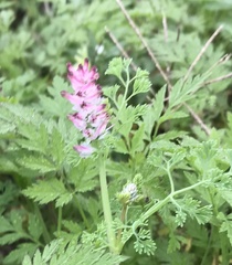 Fumaria densiflora