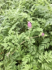 Fumaria densiflora