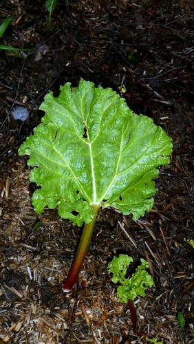 Rhubarb (Rheum rhabarbarum)