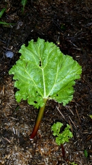 Rhubarb (Rheum rhabarbarum)