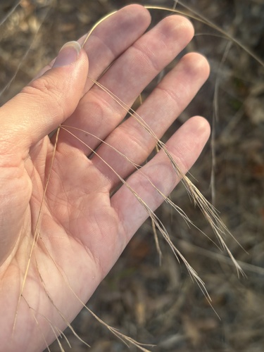 Tall Threeawn (Aristida patula)