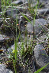 Juncus triglumis