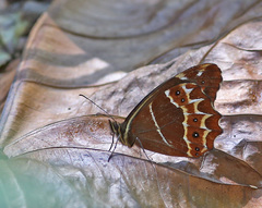 Oxeoschistus simplex fuscus