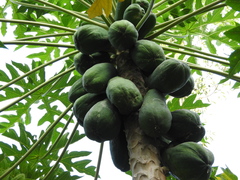 Carica papaya