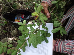Casearia yucatanensis
