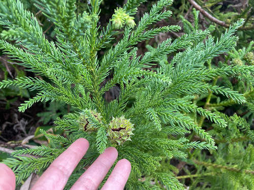 Cryptomeria, 2026-02-15