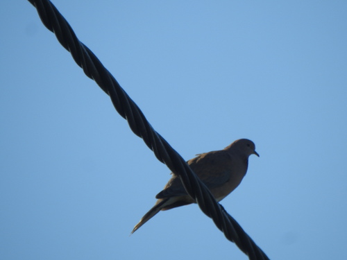 Laughing Dove