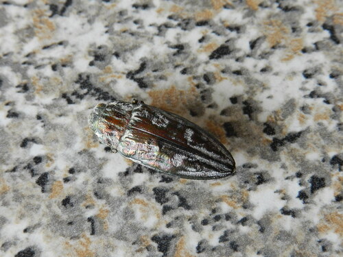 Pine-borer, 21050 Cantello VA, Italia , photo 4 of 10