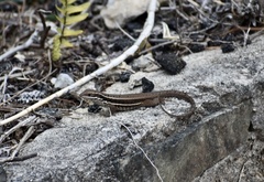 Leiocephalus cubensis